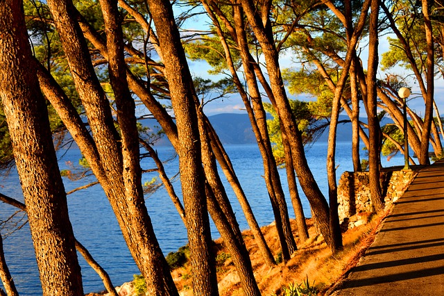 moře a stromy